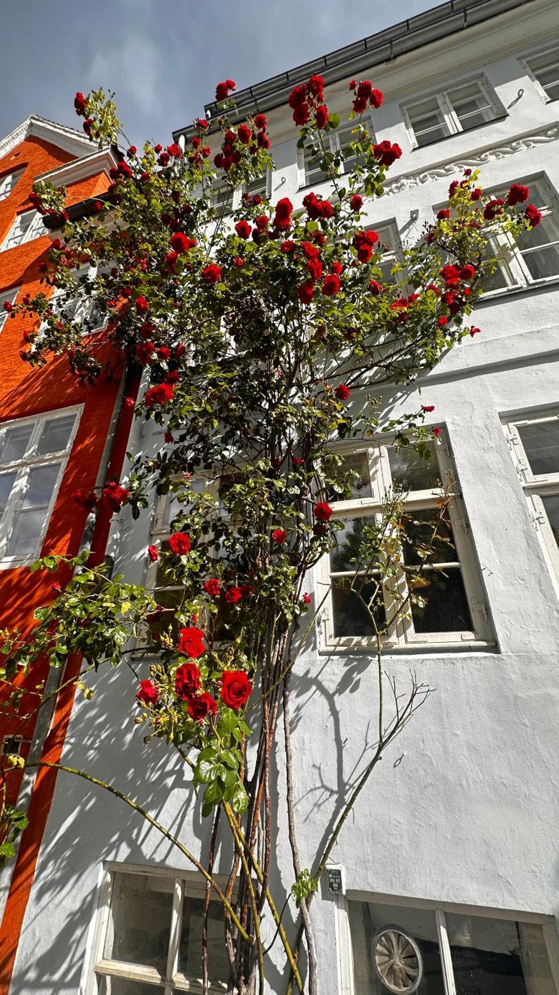 Beautiful Townhouse Villa Copenhagen